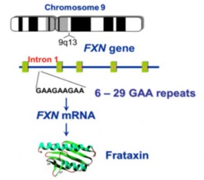 Genetics Diagram 1